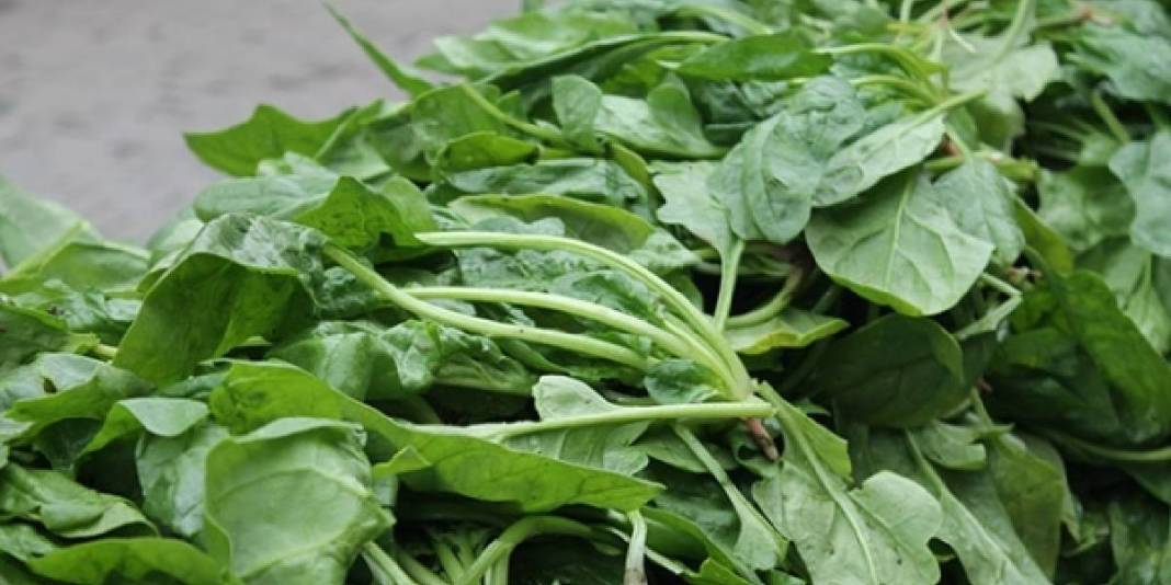 Görüntüsü ıspanağı andırsa da aldanmayın! Yiyen hastanelik oluyor: Uzmanlardan ‘zehir’ uyarısı geldi 1